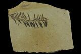 Dawn Redwood (Metasequoia) Fossil - Montana #165210-1